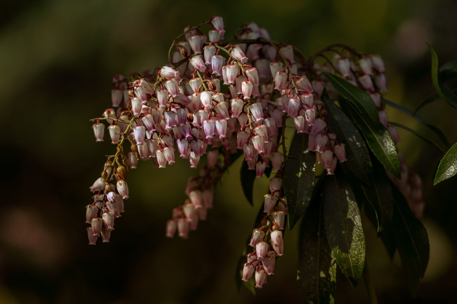 Canon EF 100mm F2.8L Macro IS USM sample photo. No person, nature, outdoor photography