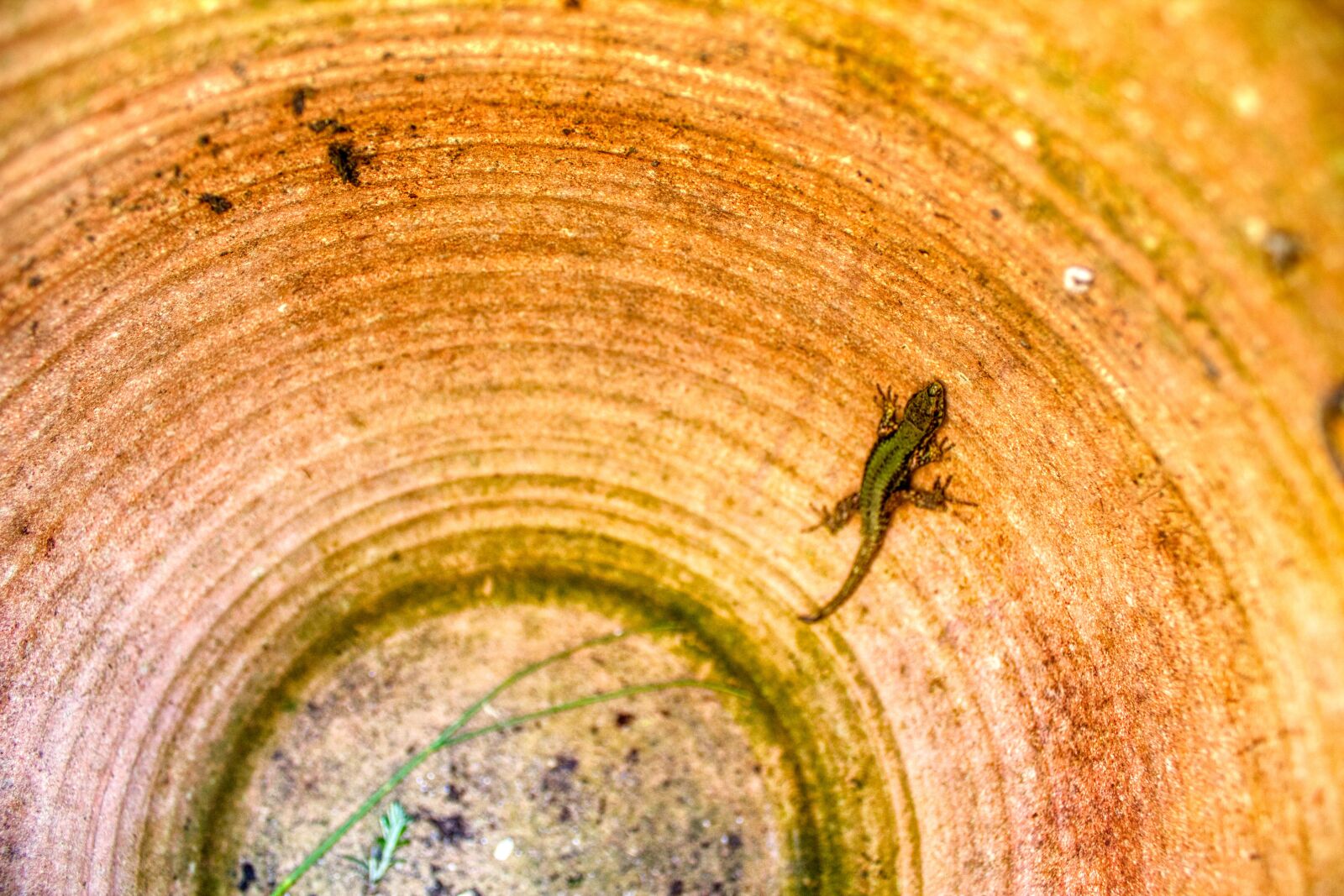 Canon EOS 1100D (EOS Rebel T3 / EOS Kiss X50) sample photo. Lizard, reptiles, nature photography
