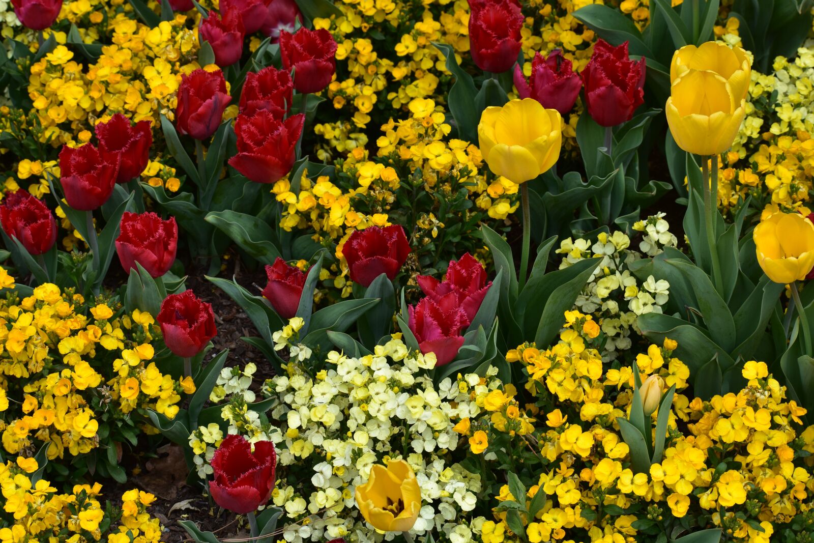 Nikon D3400 sample photo. At the tulip festival photography