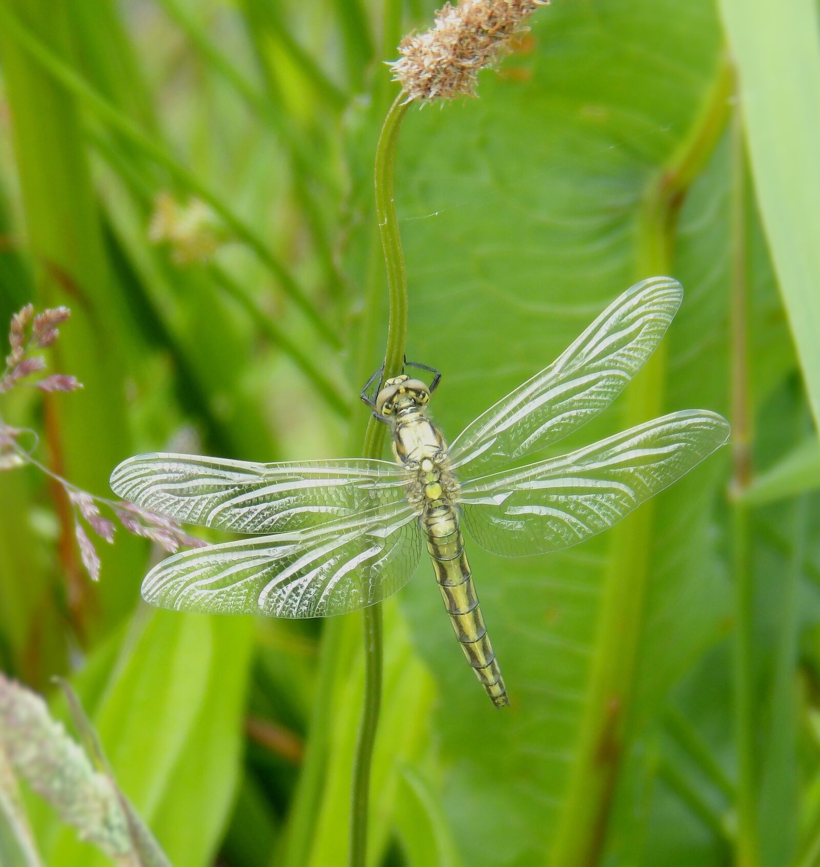 JK KODAK PIXPRO AZ651 sample photo. Dragonfly, insect, close photography