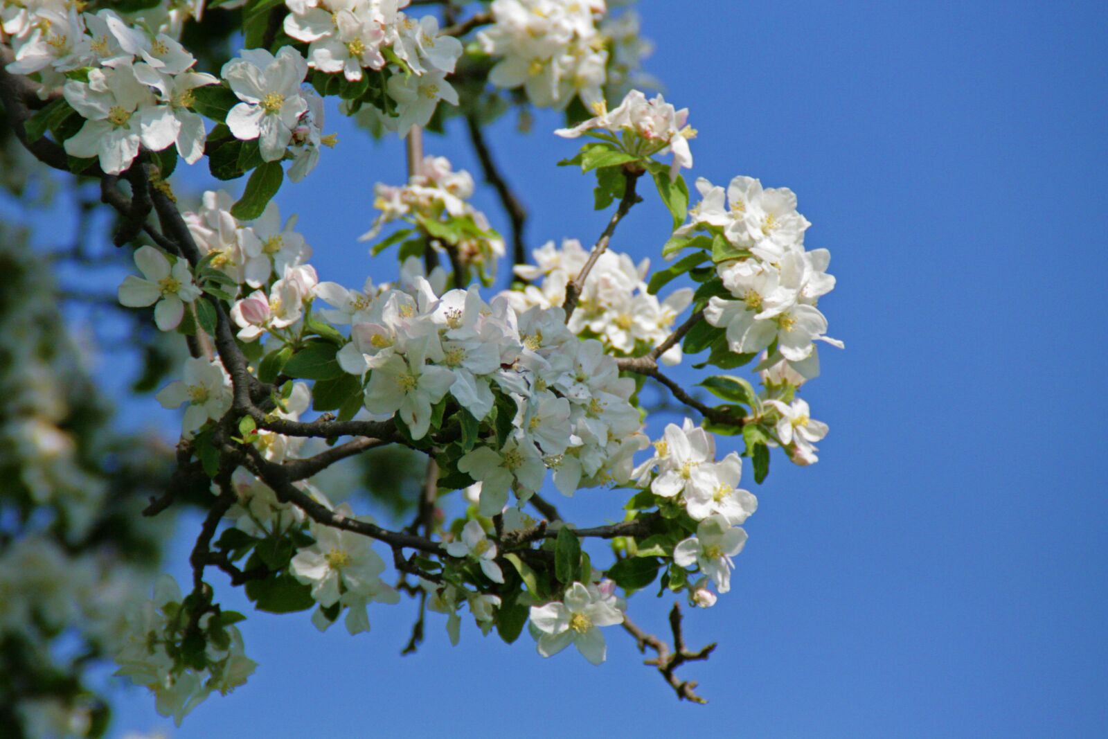 Canon EOS 400D (EOS Digital Rebel XTi / EOS Kiss Digital X) sample photo. Blossom, bloom, apple blossom photography
