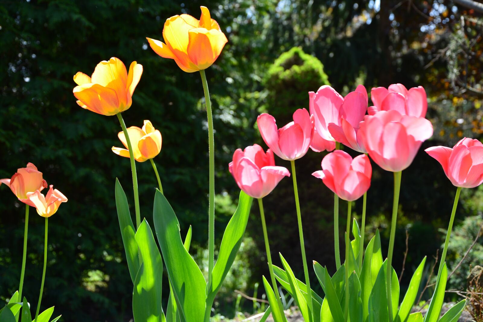Nikon D5200 sample photo. Tulip, garden, colors photography
