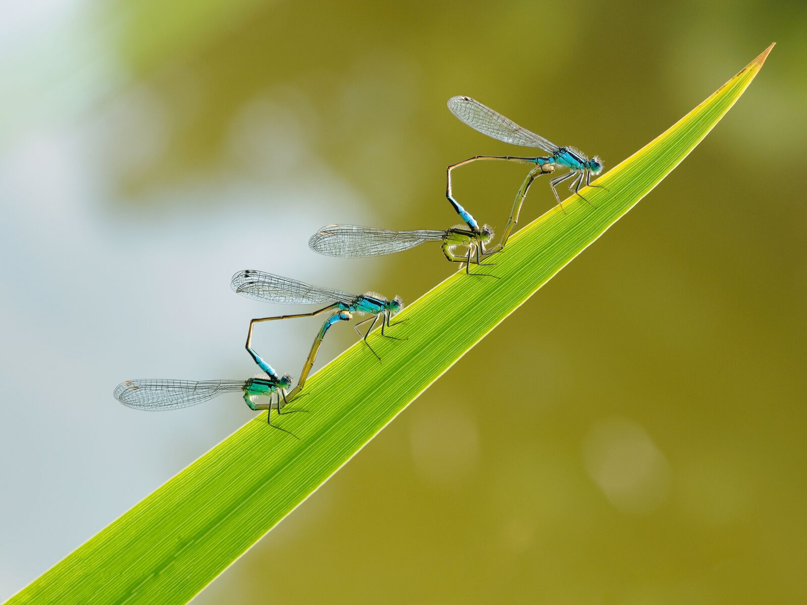 Nikon D300 sample photo. Insect, dragonfly, couple photography