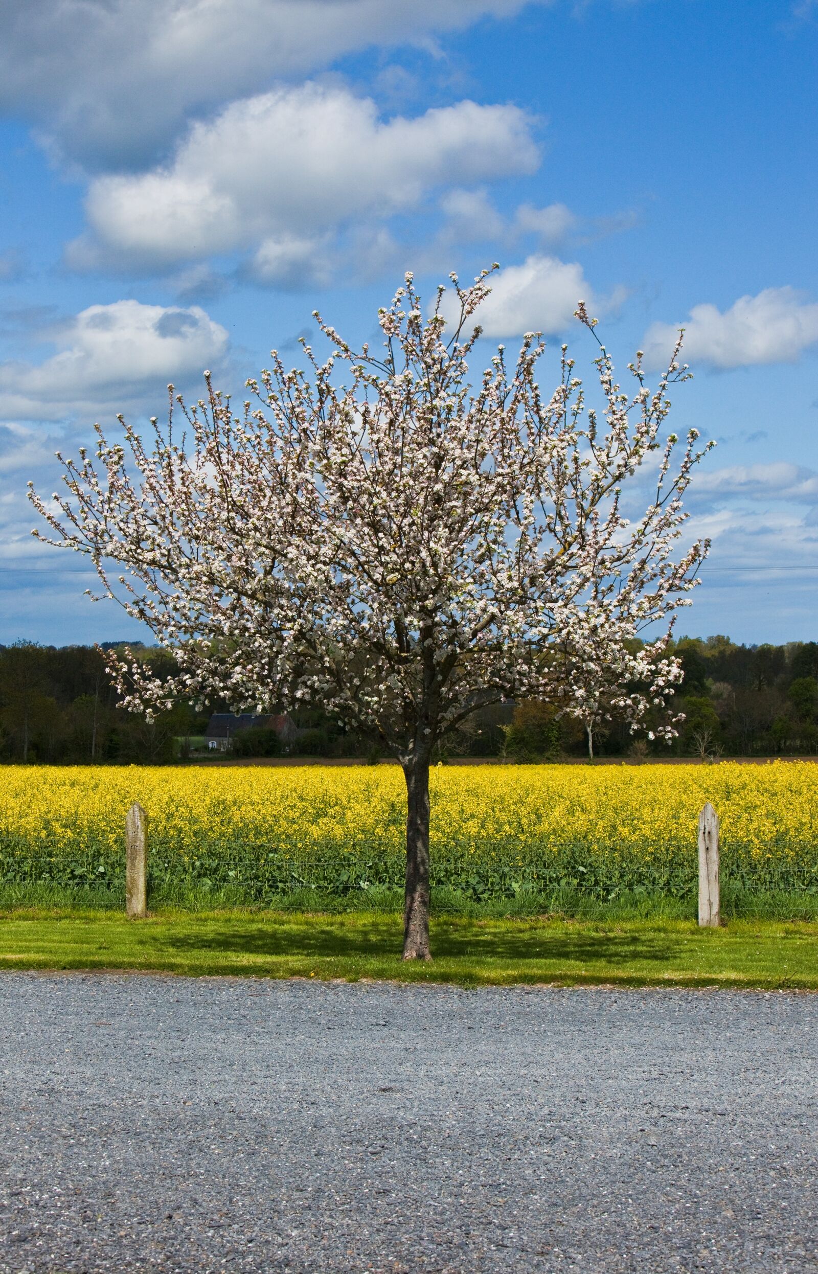 Canon EOS 5D Mark II sample photo. Tree, flowers, spring photography