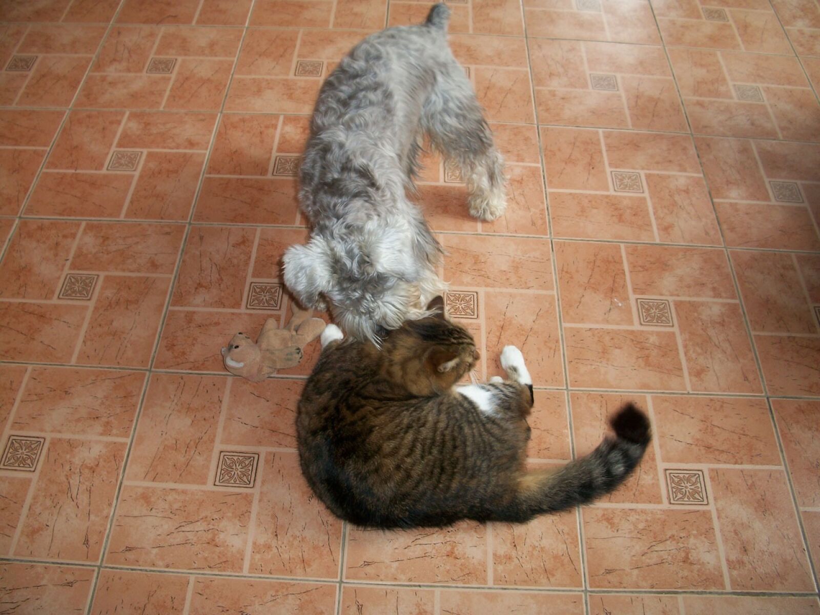 Kodak EASYSHARE M340 DIGITAL CAMERA sample photo. Dog, cat, pet photography