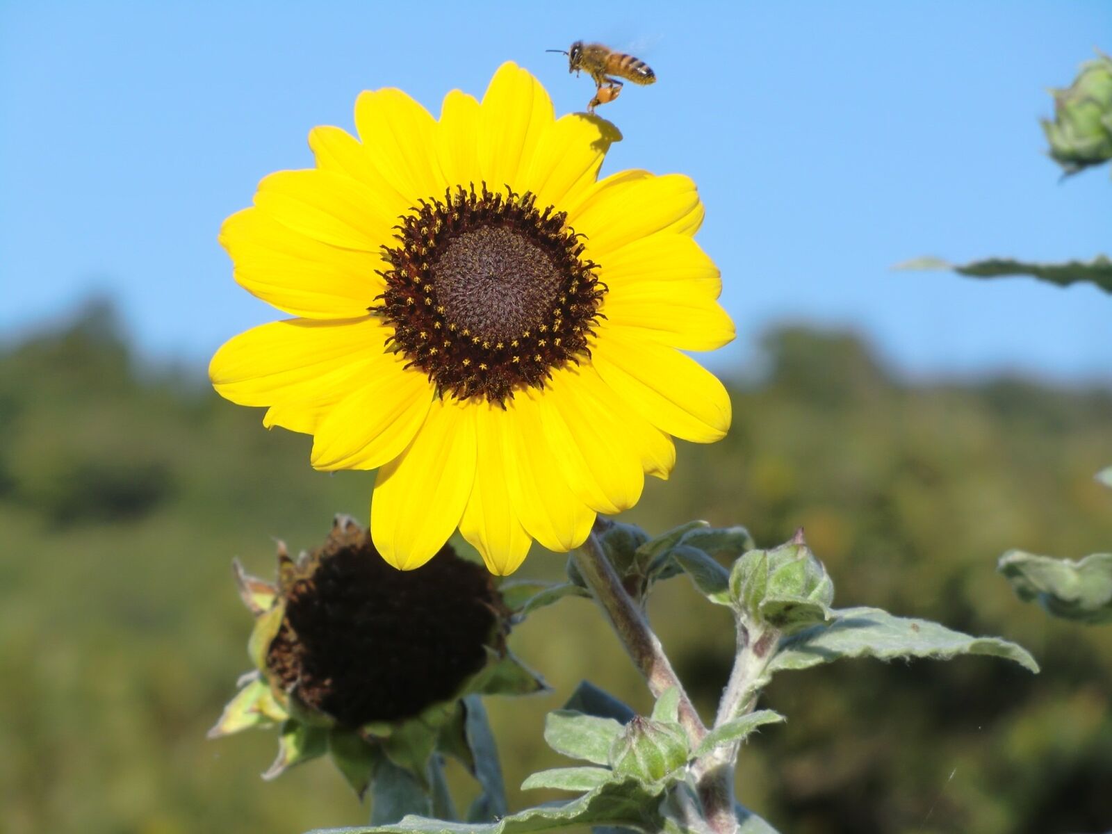 CASIO EX-H15 sample photo. Sunflower, blue sky, yellow photography