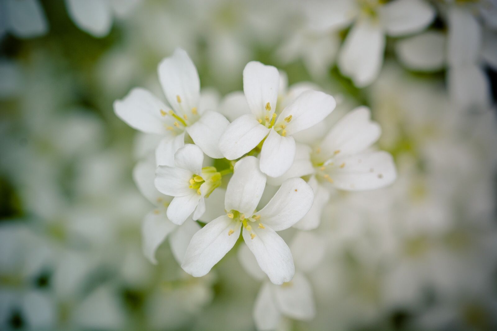 Nikon D7100 sample photo. Flowers, bloom, spring photography