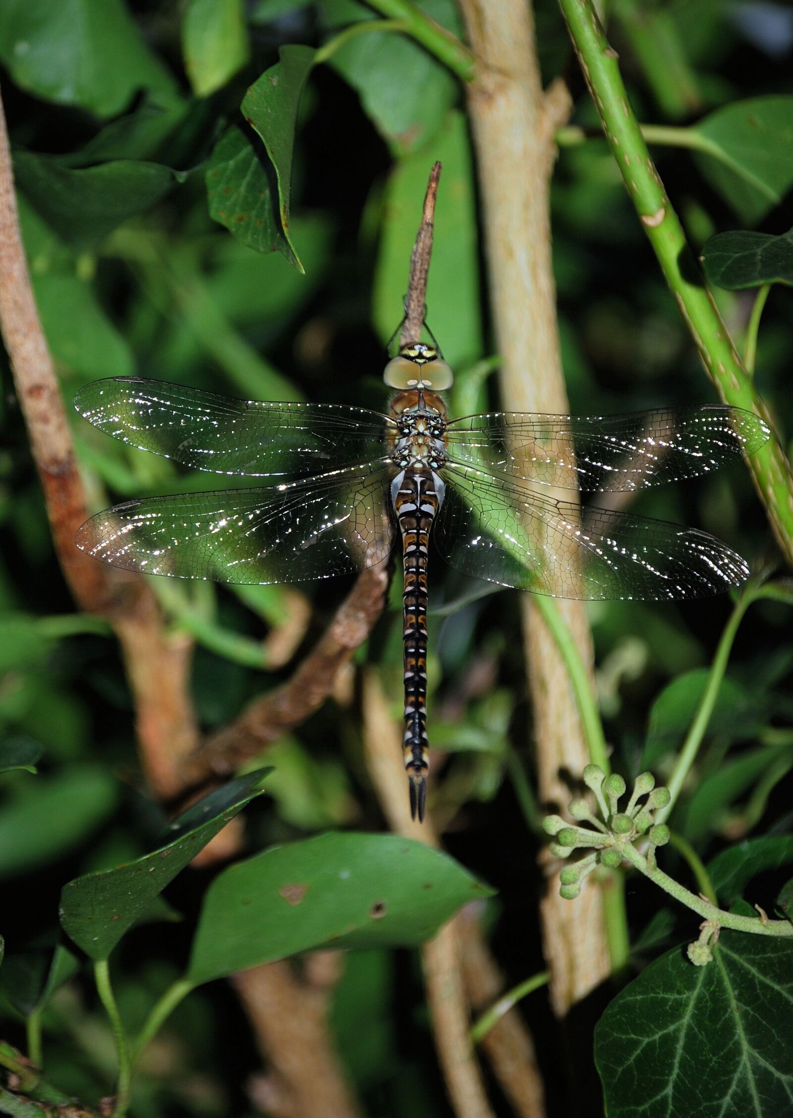 Nikon D80 sample photo. Dragonfly, aeshna mixta, wings photography