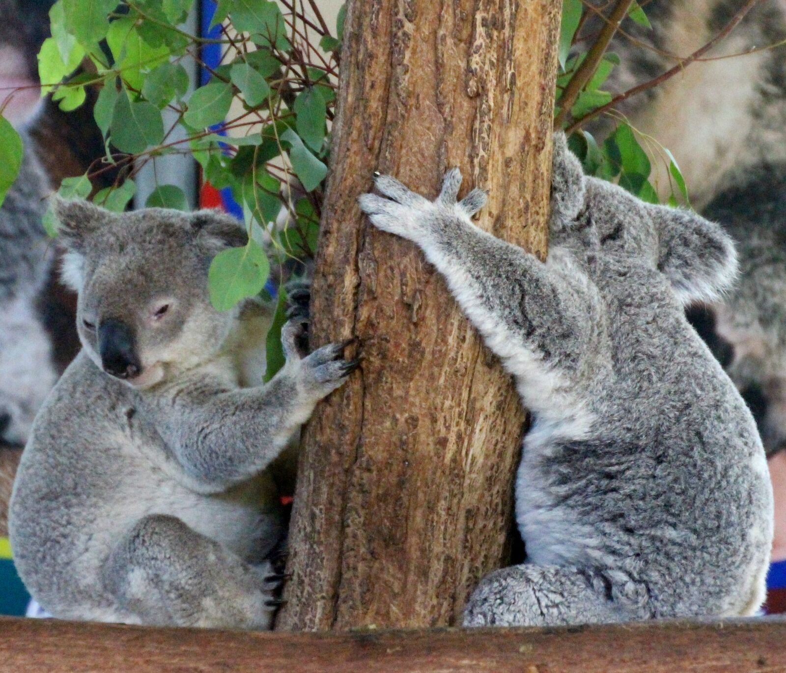 Canon EOS 700D (EOS Rebel T5i / EOS Kiss X7i) sample photo. Koalas, koala bears, australia photography
