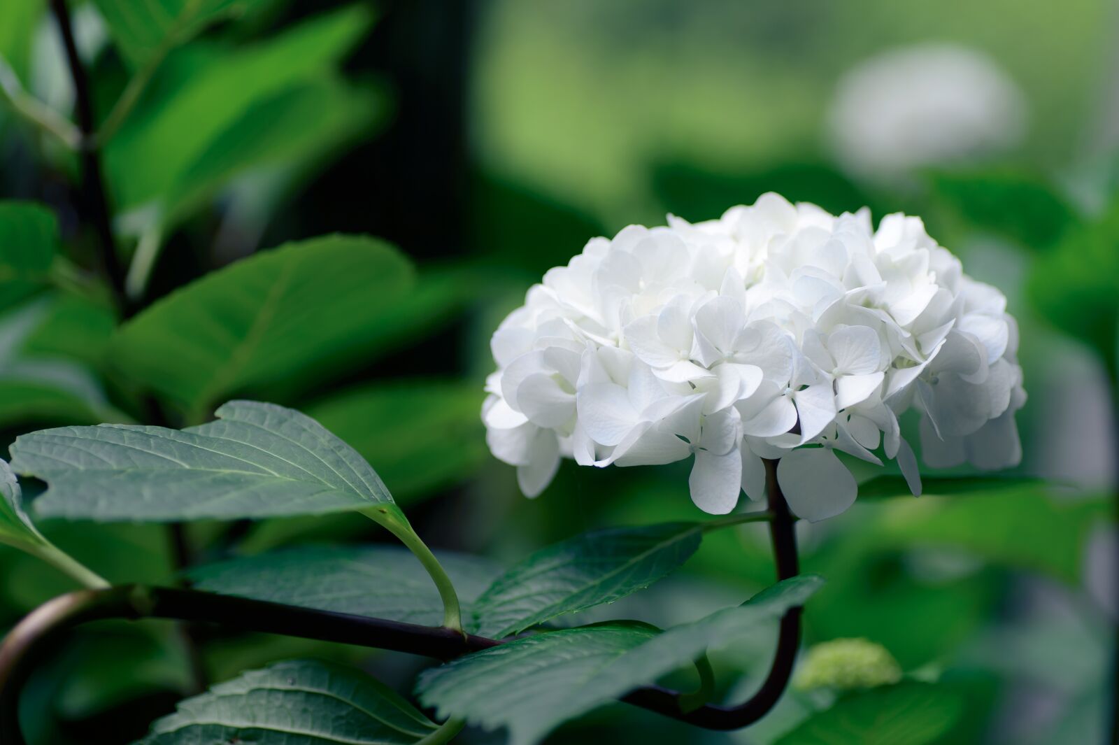 Nikon Df sample photo. Natural, in the early photography