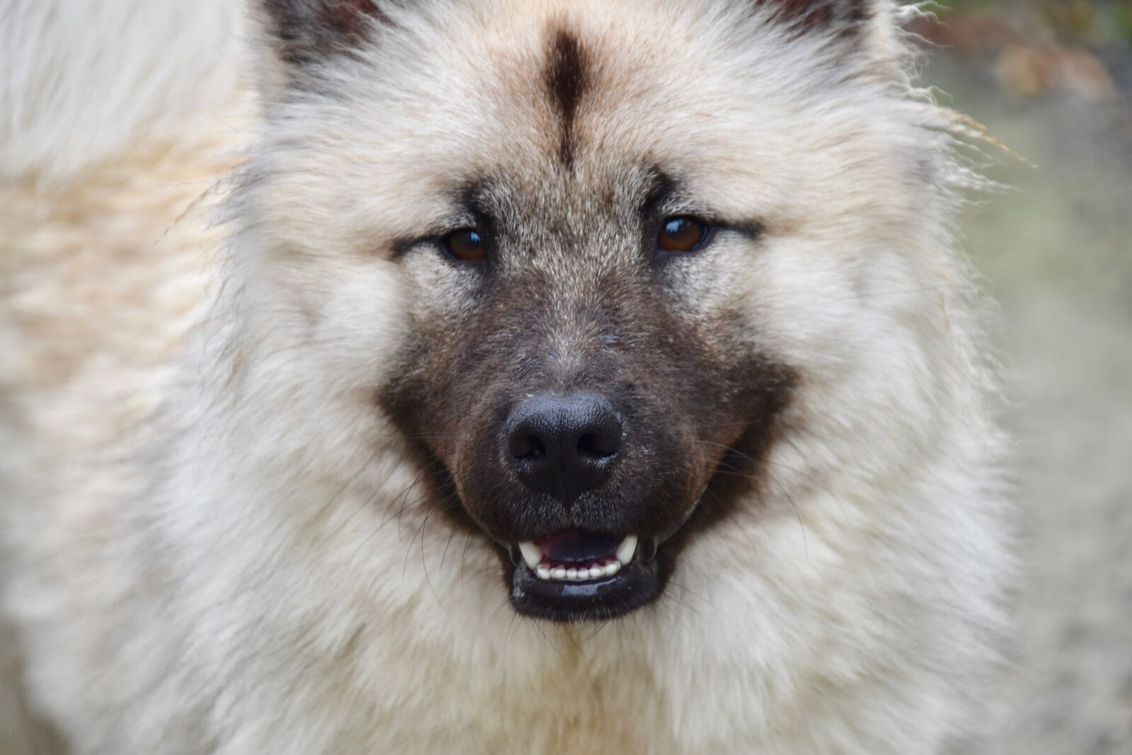 Nikon D5600 sample photo. Dog, dog eurasier, dog photography