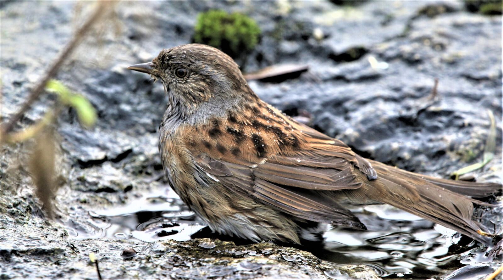 150-600mm F5-6.3 DG OS HSM | Contemporary 015 sample photo. Bird, dunnock, songbird photography