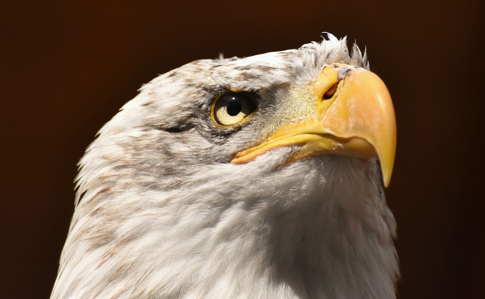 Nikon D7200 sample photo. Adler, bald eagle, bird photography