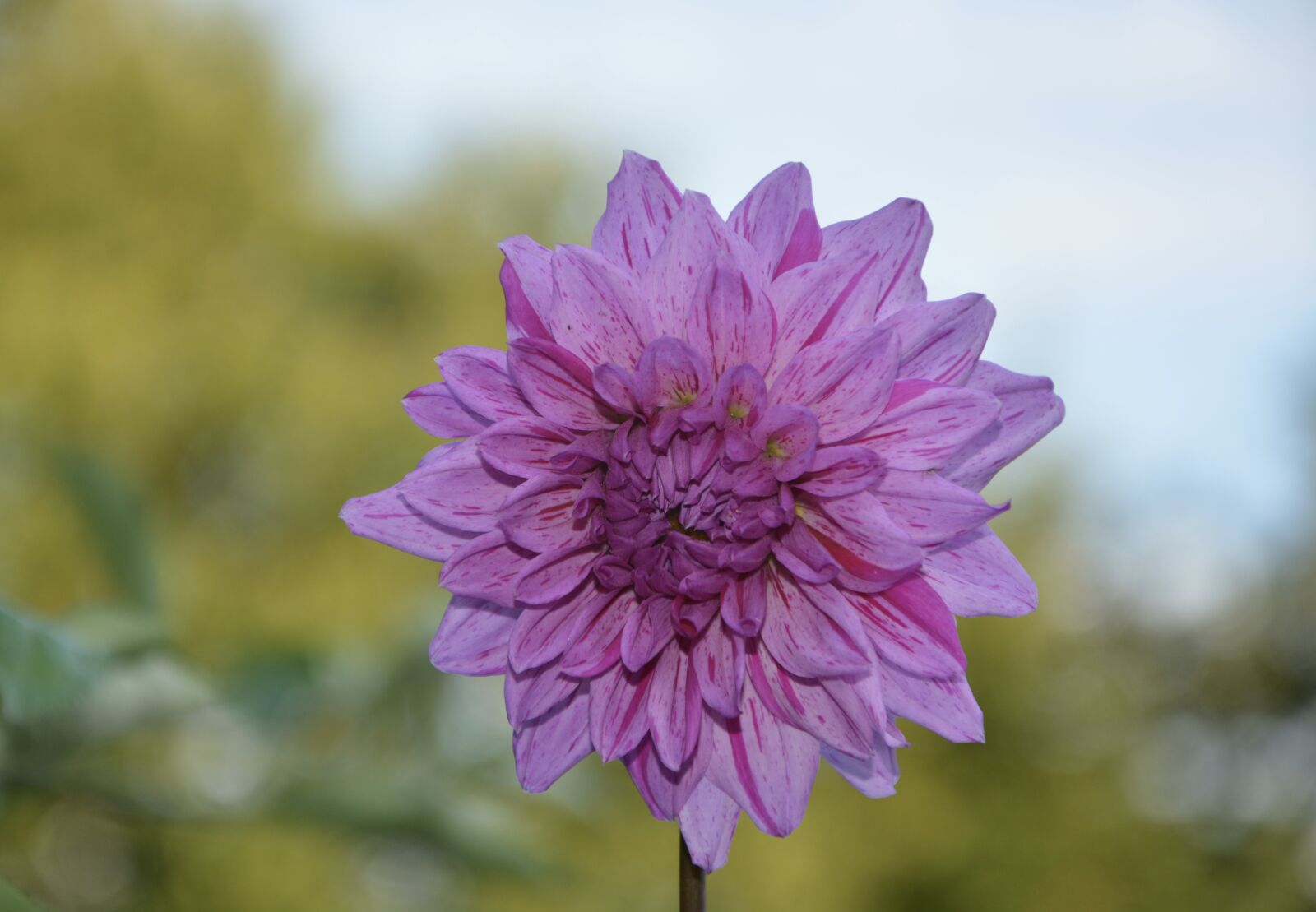 Nikon D5200 sample photo. Flower, purple, purple flowers photography