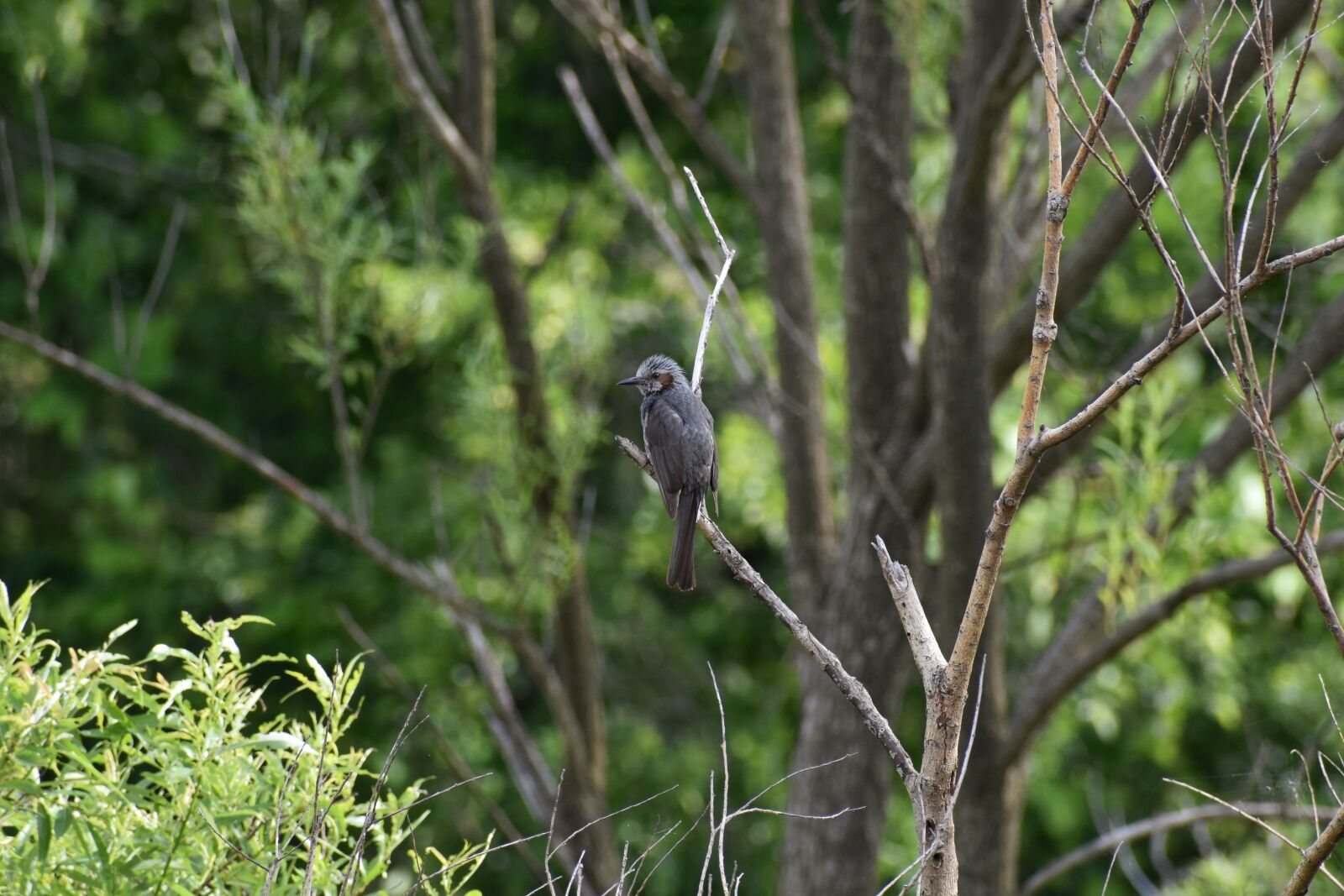 Nikon D7200 sample photo. Animal, forest, wood photography