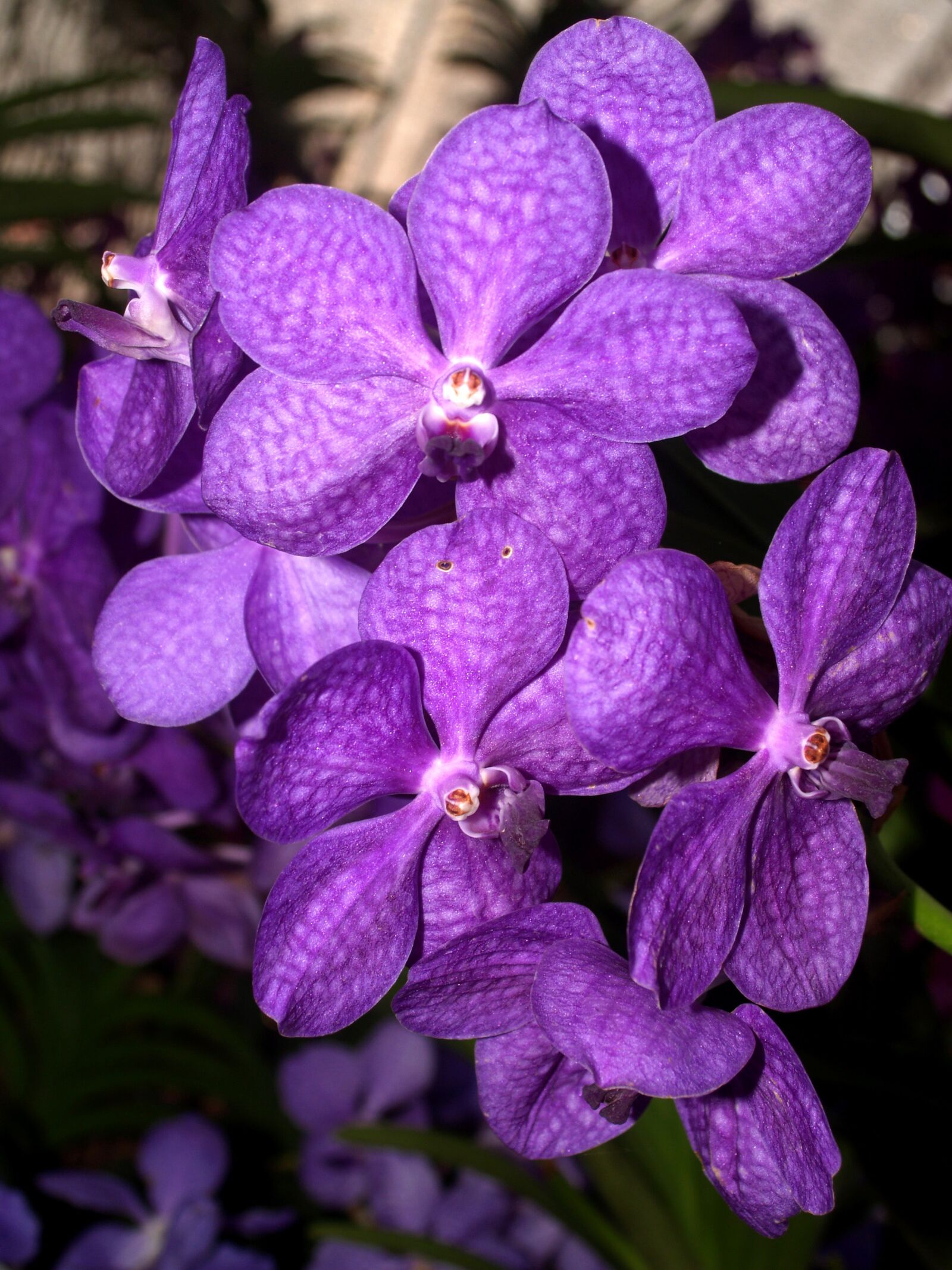 Olympus E-300 (EVOLT E-300) sample photo. Orchid, flower, bright photography