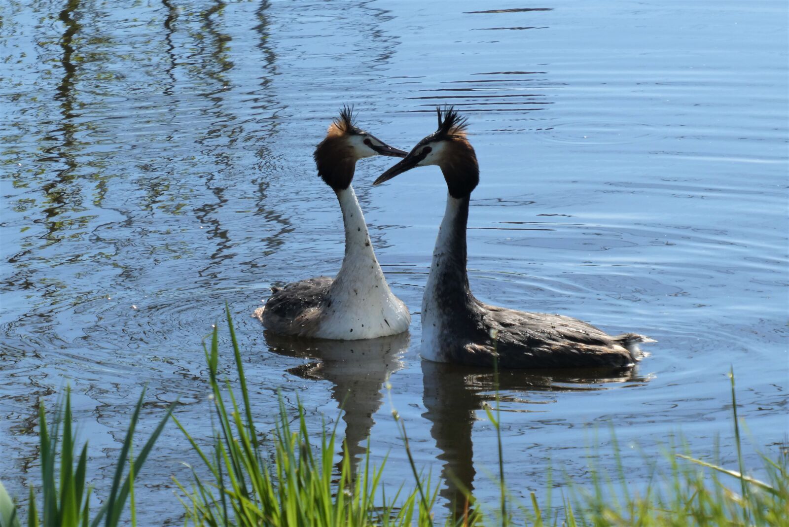 Panasonic Lumix DC-ZS70 (Lumix DC-TZ90) sample photo. Great crested grebe, grebe photography