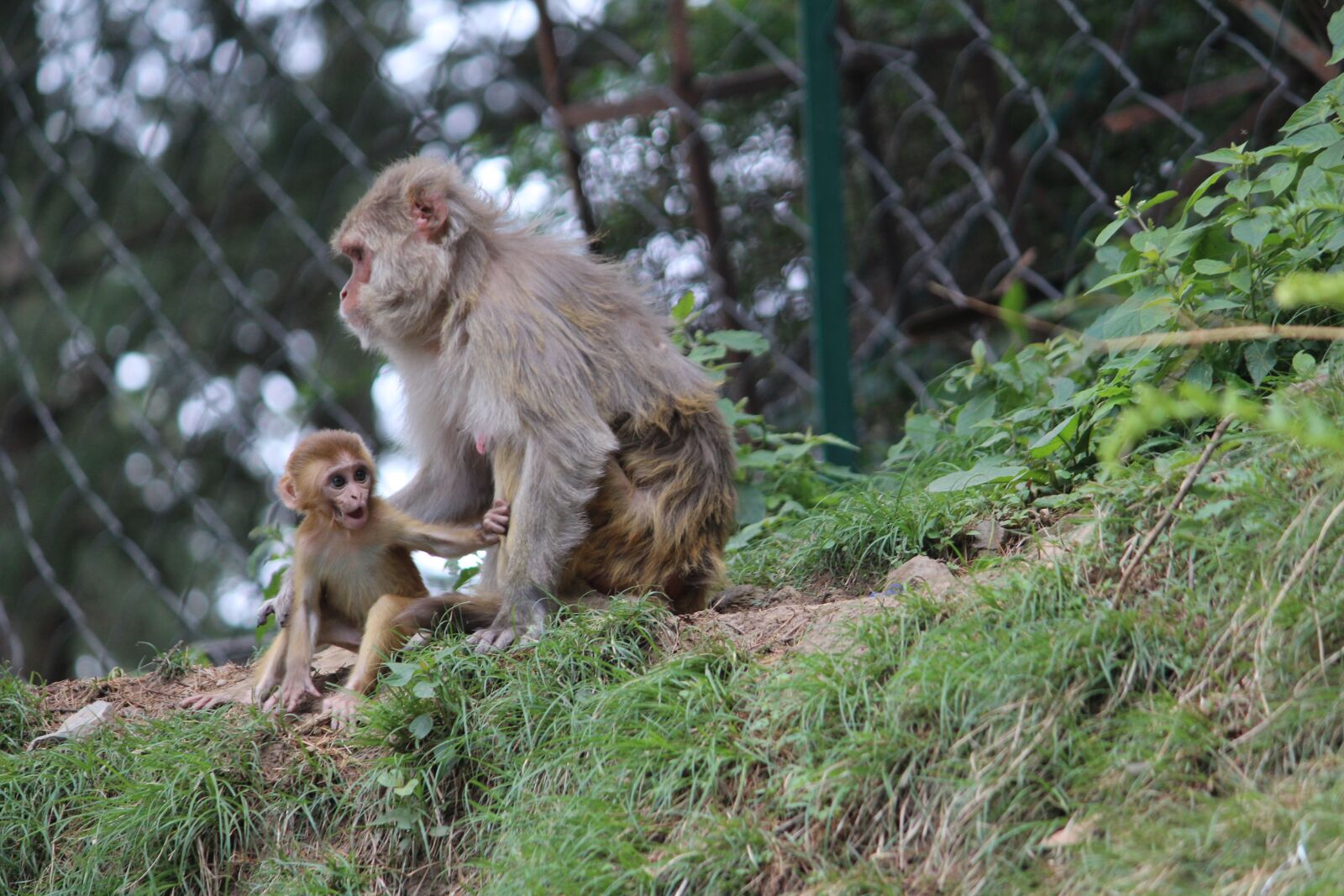 Canon EOS 1200D (EOS Rebel T5 / EOS Kiss X70 / EOS Hi) sample photo. Baby monkey, mother monkey photography