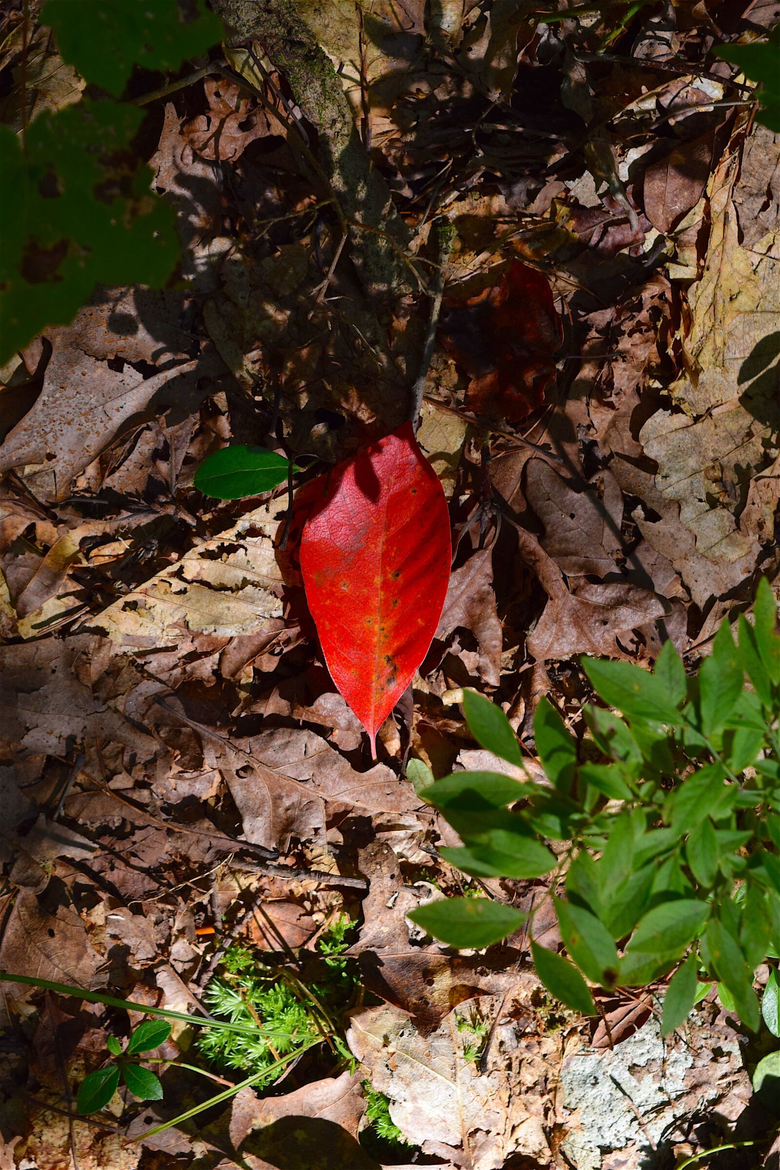 Nikon D3300 sample photo. Leaf, light, forest photography