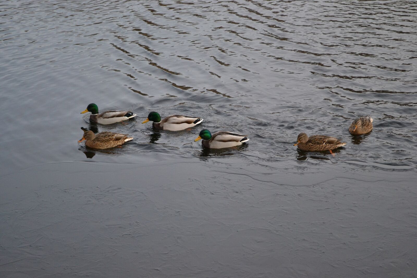 Nikon D3100 sample photo. Duck, river, nature photography