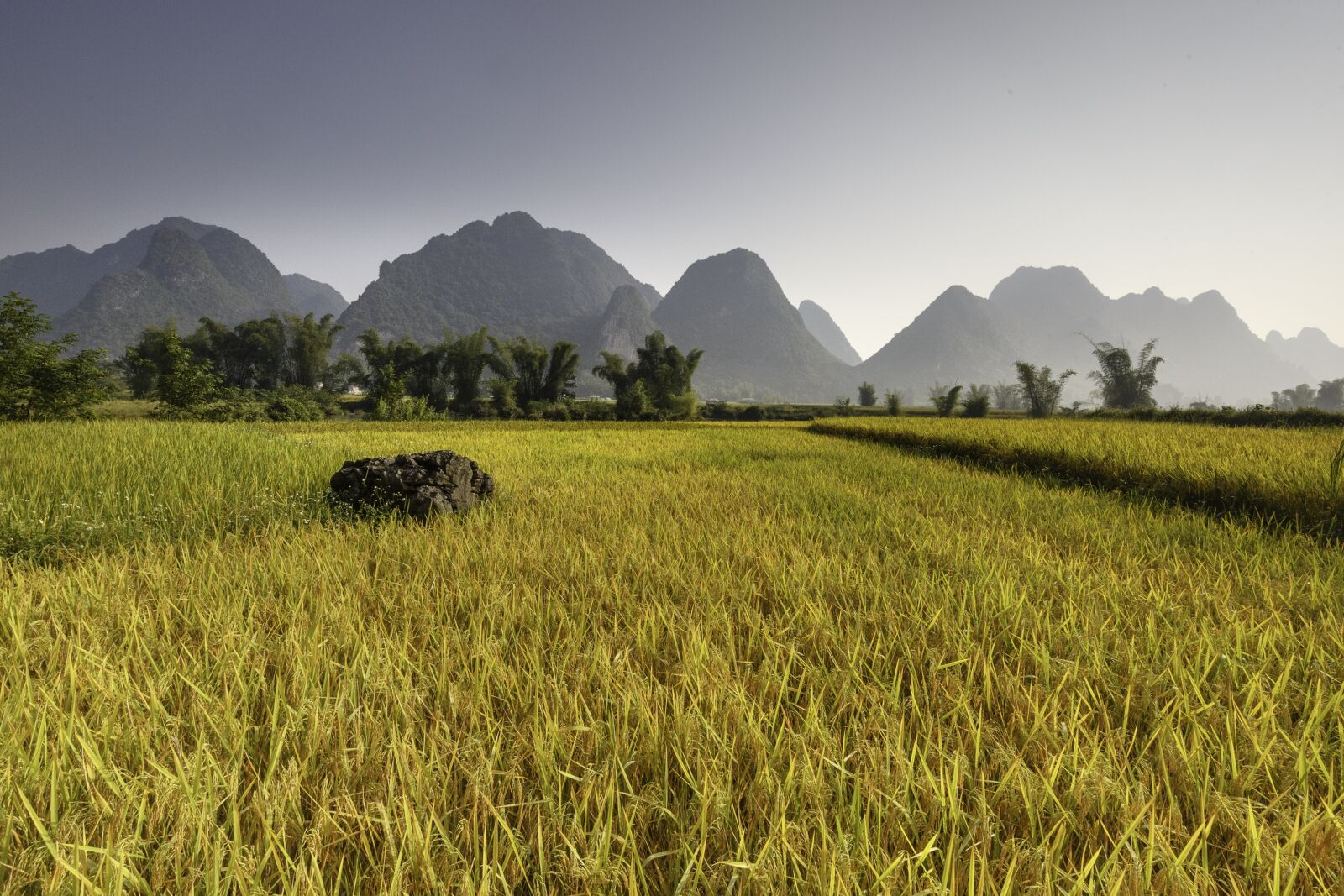 Canon EF 16-35mm F4L IS USM sample photo. Rice, vietnam, plateau photography