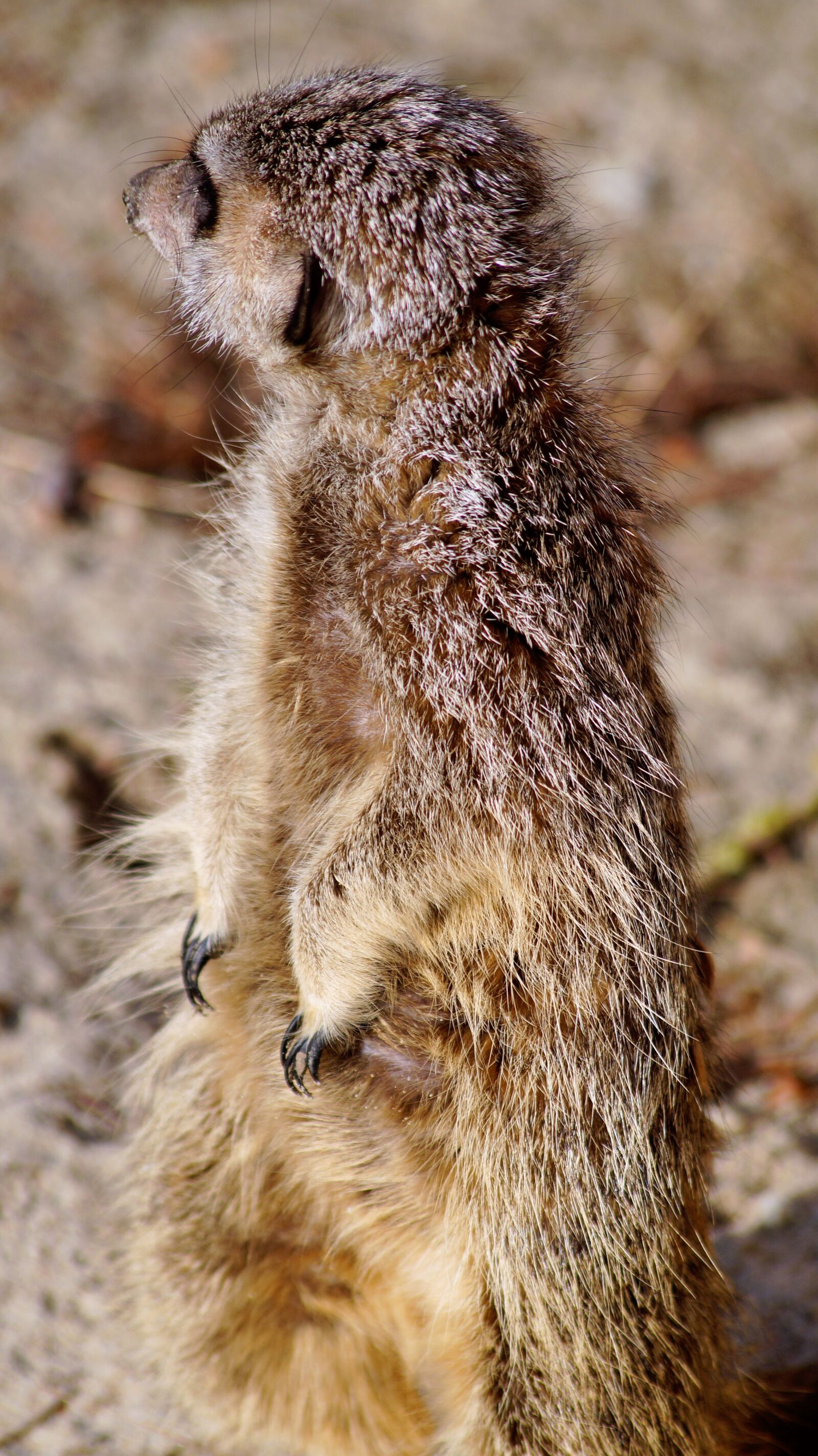 Sony SLT-A58 sample photo. Meerkat, timon, nature photography