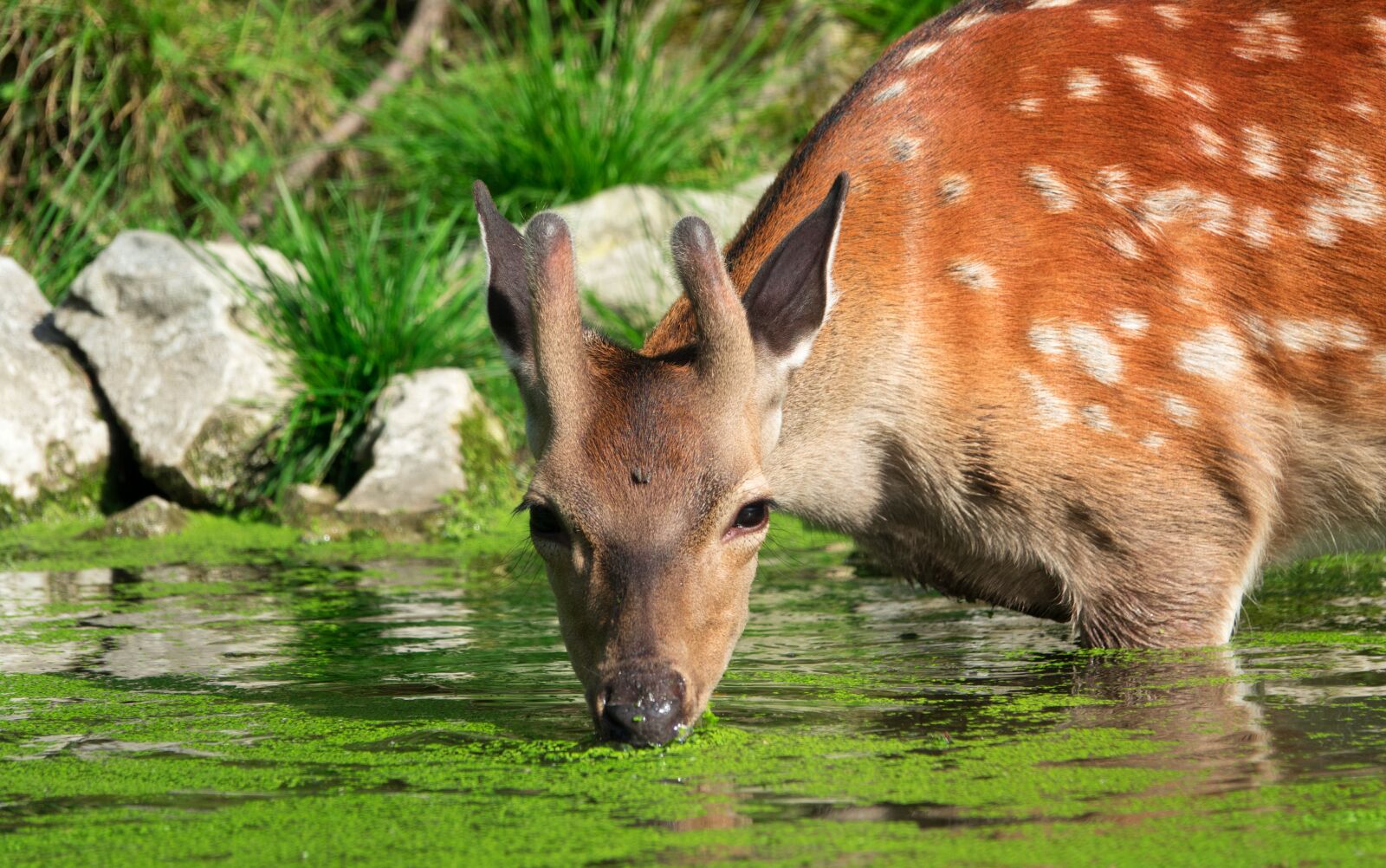 Sony Cyber-shot DSC-RX10 III sample photo. Damm wild, roe deer photography