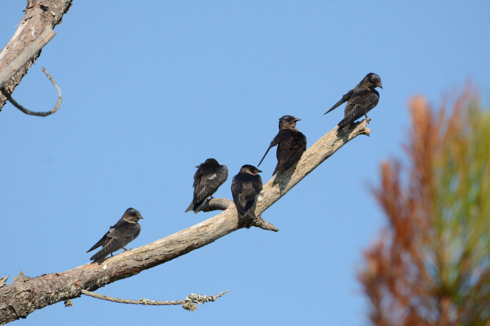 Nikon D7100 sample photo