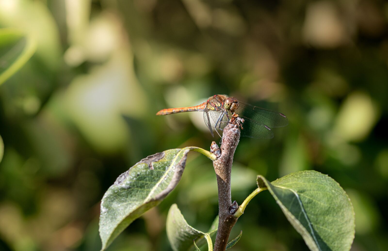 105mm F2.8 sample photo. Dragonfly, bug, insect photography