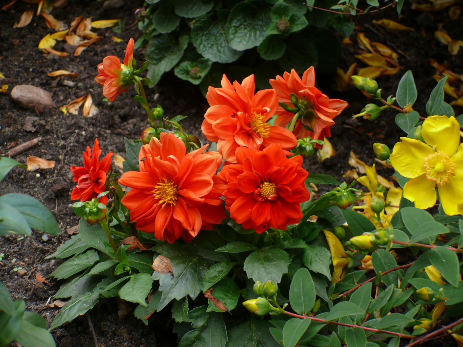 Panasonic DMC-FZ50 sample photo. Flowers, as lien, orange photography