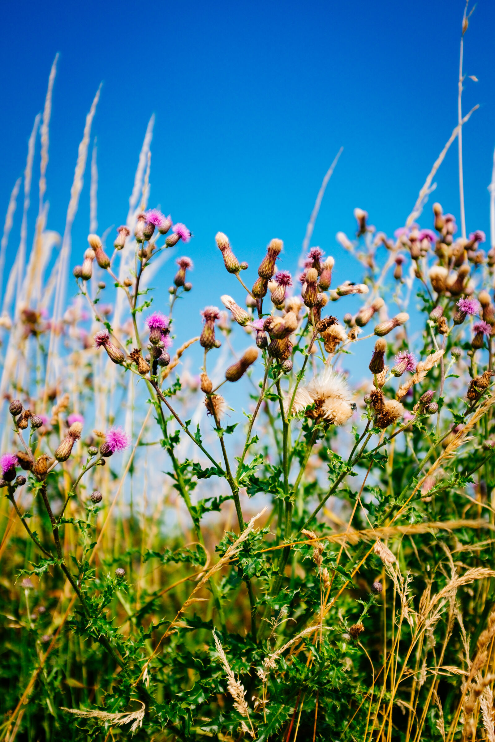 Fujifilm X100T sample photo. Flowers photography
