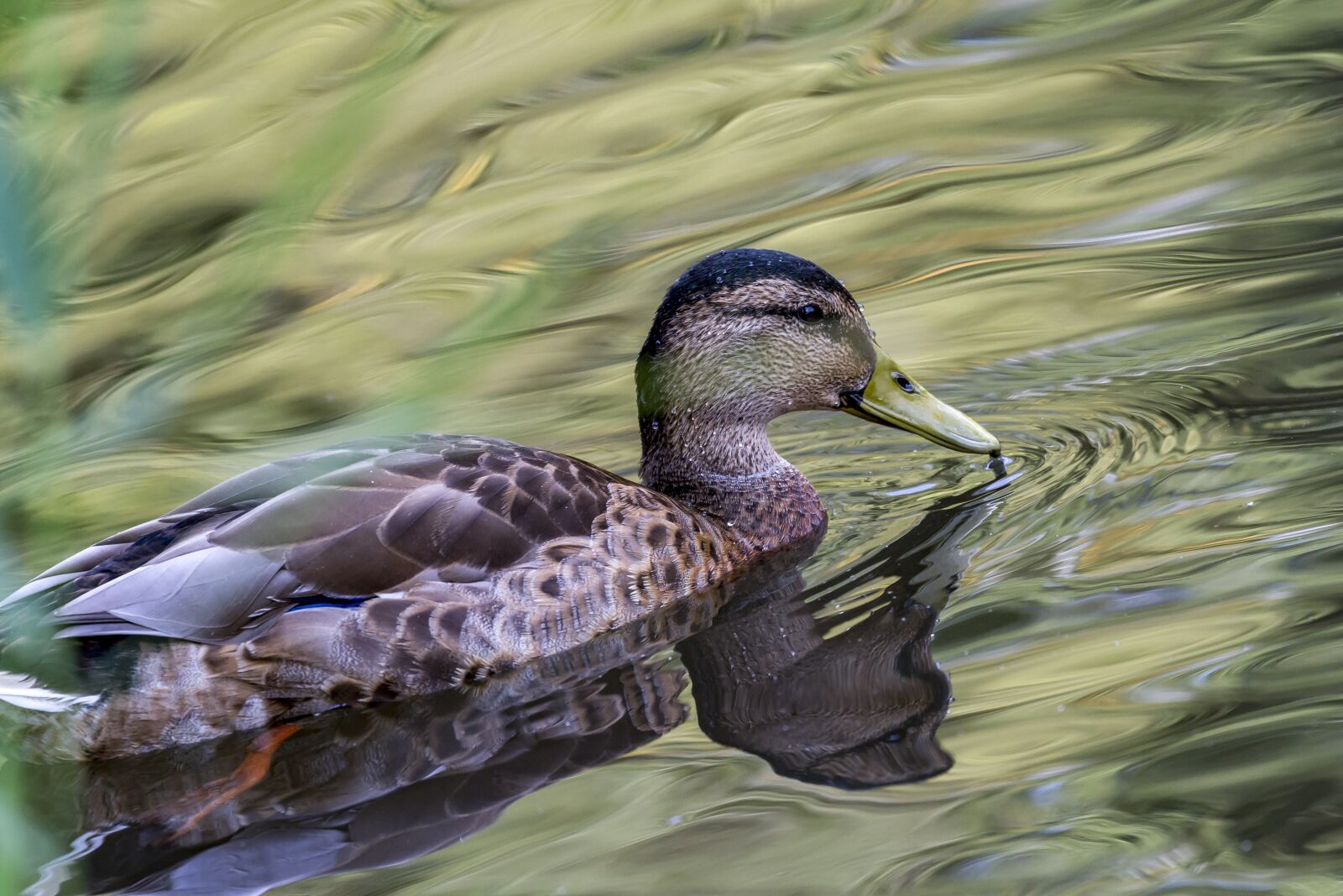 Canon EOS 7D + Canon EF 100-400mm F4.5-5.6L IS II USM sample photo. Duck, water, nature photography