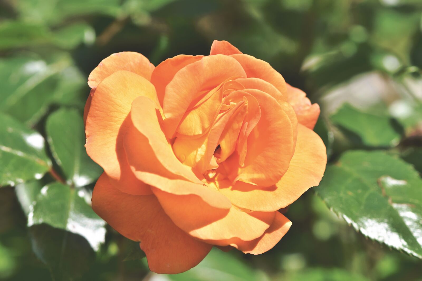 Nikon D7200 sample photo. Rose, rose bloom, floribunda photography