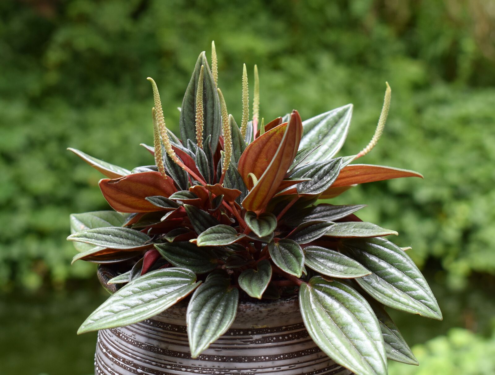 Nikon D3300 sample photo. Peperomia flower, peperomia caperata photography