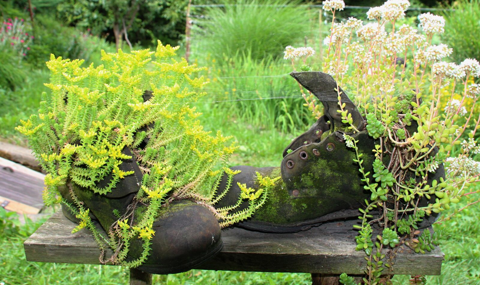 Canon EOS 1300D (EOS Rebel T6 / EOS Kiss X80) sample photo. Shoes, flowers, garden photography