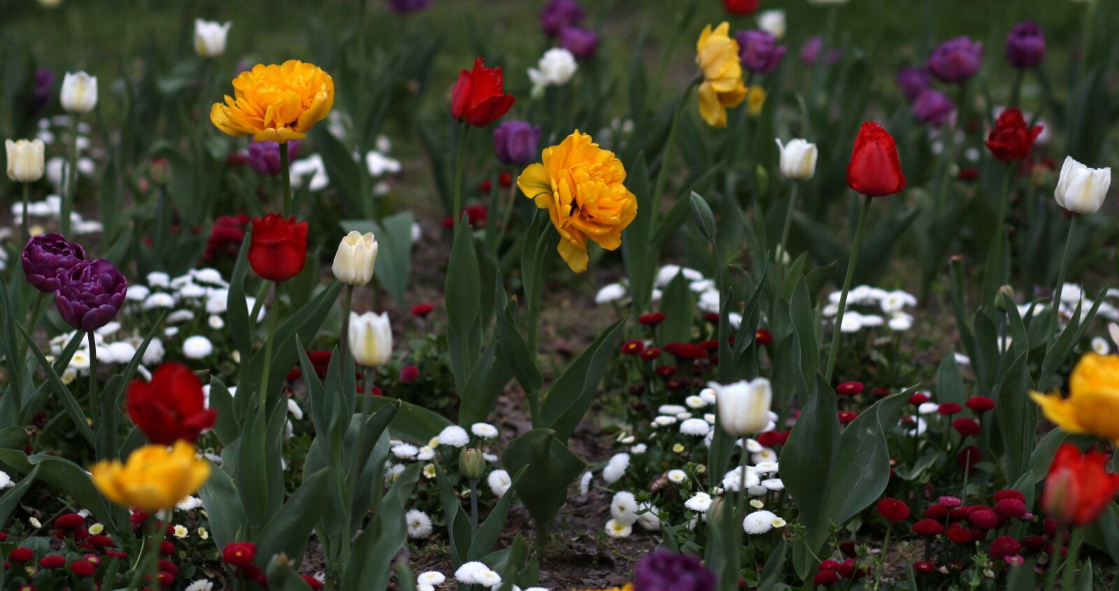 Canon EOS 700D (EOS Rebel T5i / EOS Kiss X7i) + Canon EF 85mm F1.8 USM sample photo. Tulips, flowers, supplies photography