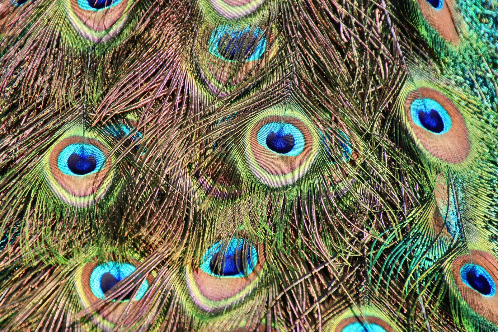 Canon EOS 77D (EOS 9000D / EOS 770D) sample photo. Feather, peacock, peacock feathers photography