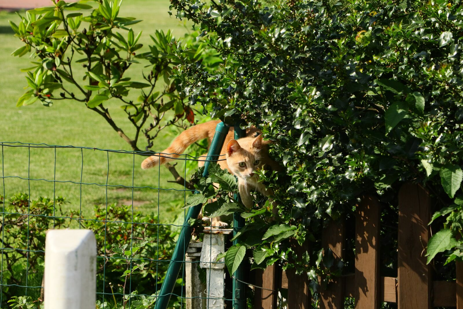 Canon EOS M5 + Canon EF-M 18-150mm F3.5-6.3 IS STM sample photo. Cat, female, curious photography