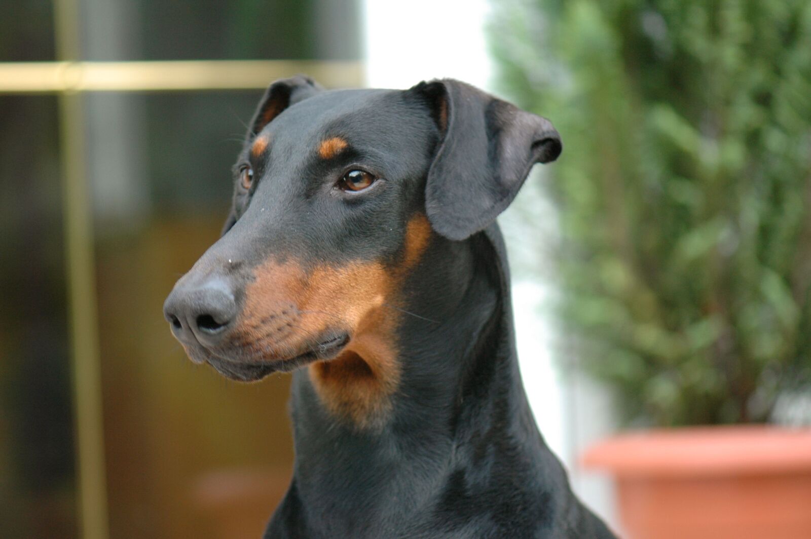 Nikon D70 sample photo. Dog house, animals, pets photography
