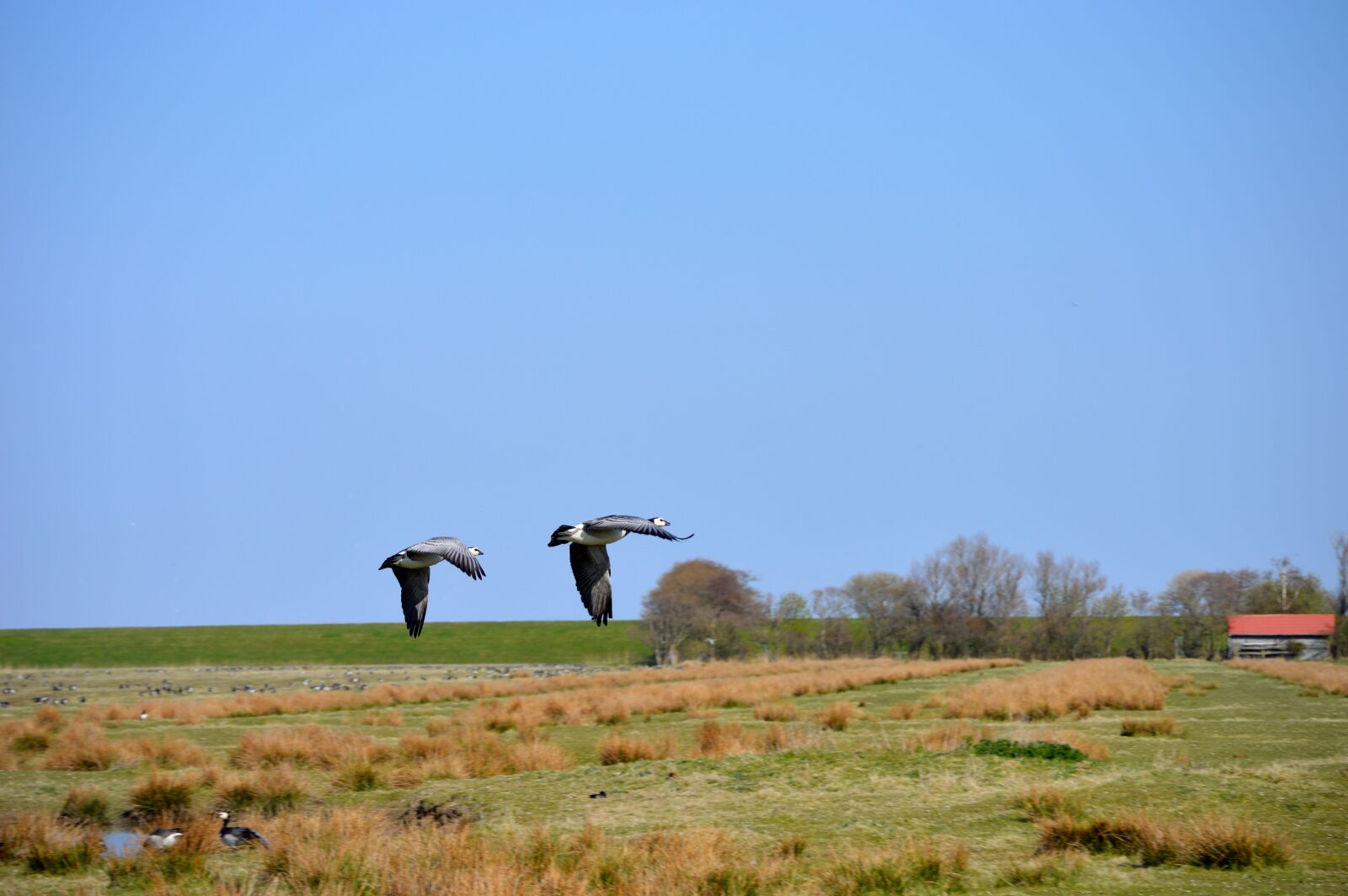 Nikon D3200 sample photo. North sea, migratory birds photography