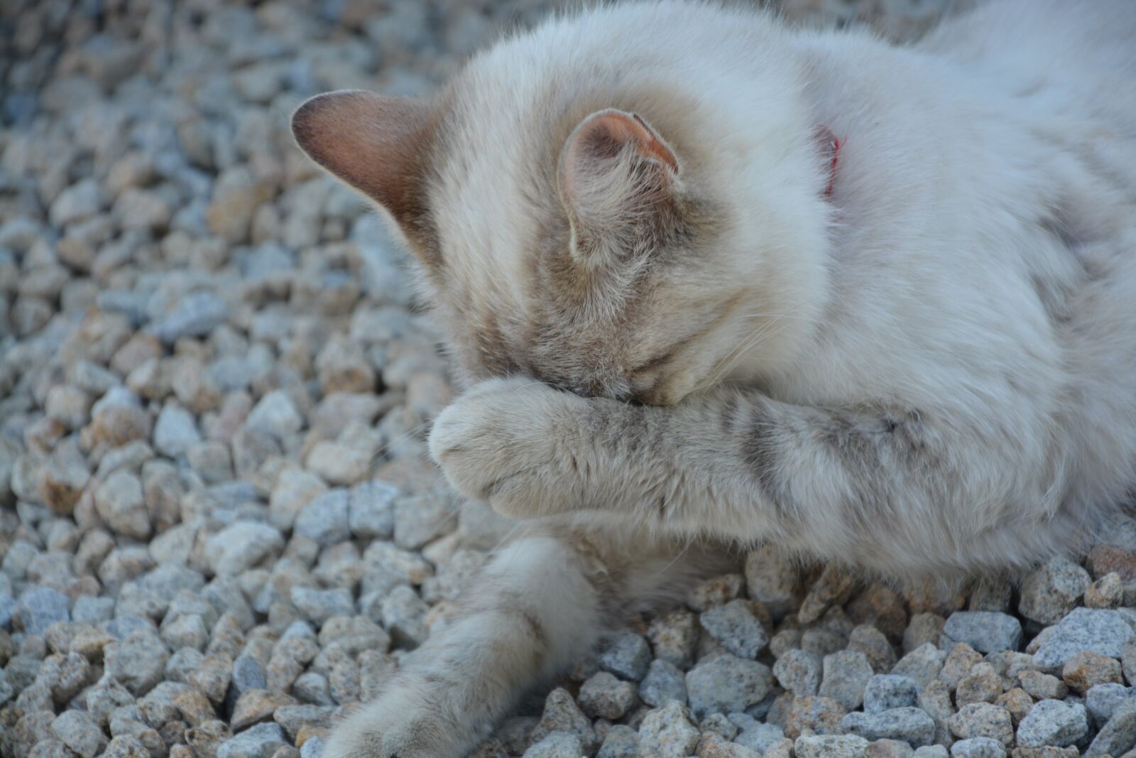 Nikon D5200 sample photo. Cat, toilet chat, head photography