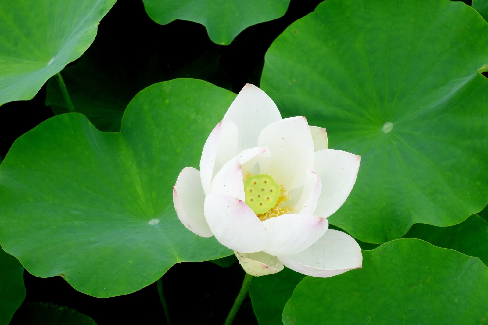 Sony Cyber-shot DSC-RX100 sample photo. Flowers, anapji, lotus photography