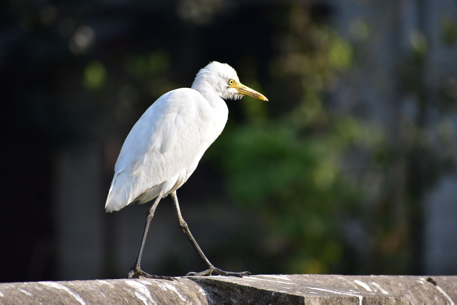 Nikon D3400 sample photo. White heron, standing, indian photography