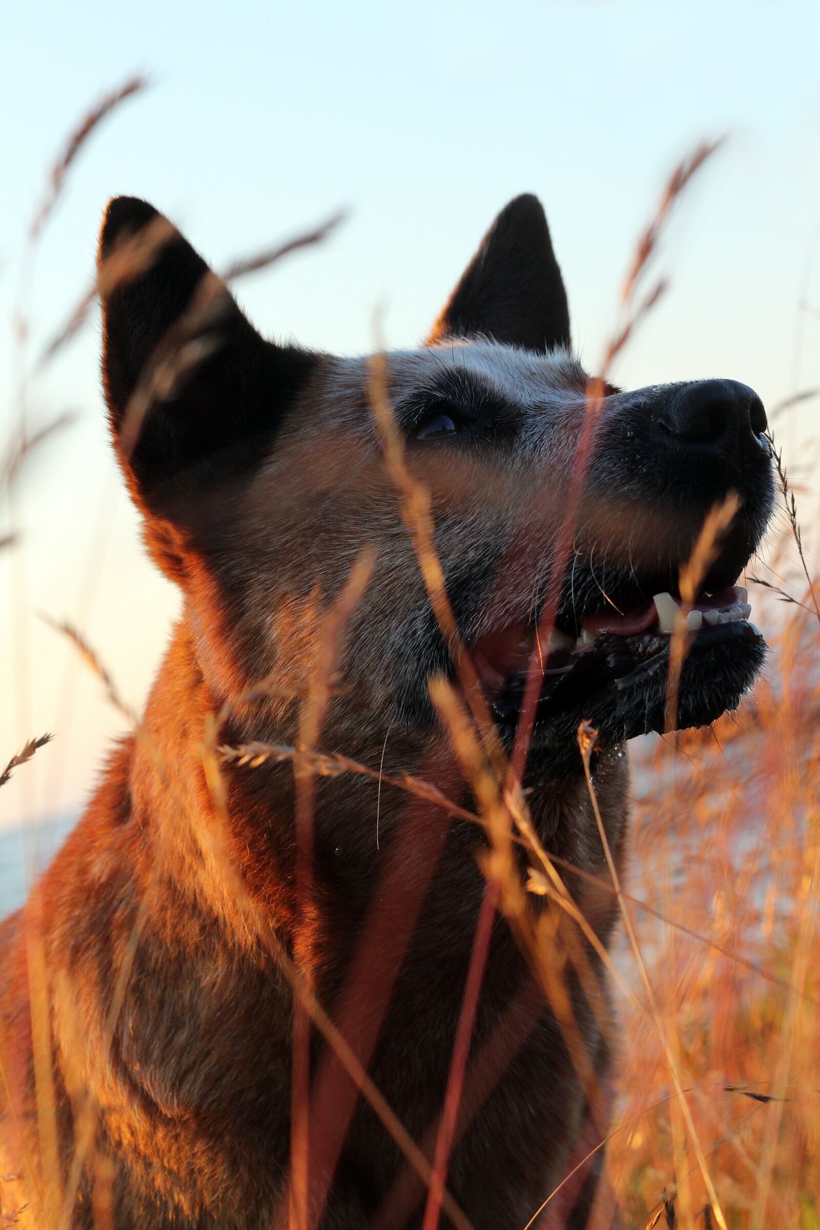 Canon EOS 650D (EOS Rebel T4i / EOS Kiss X6i) sample photo. Dog, canis lupus, pet photography