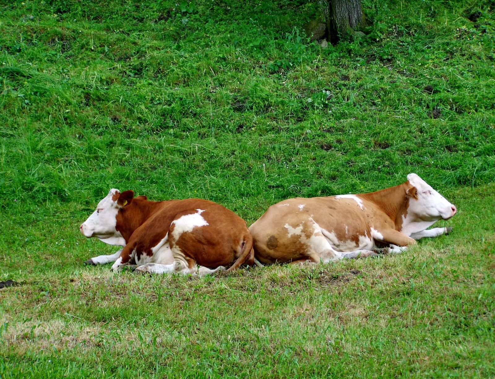 Kodak EASYSHARE ZD710 ZOOM DIGITAL CAMERA sample photo. Cows, economy, brown and photography
