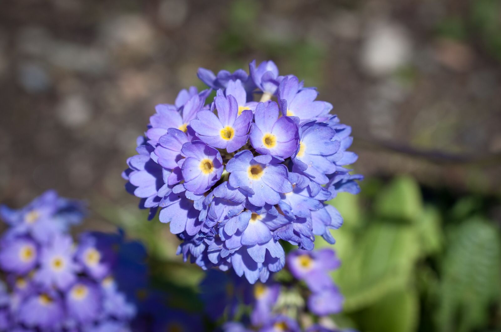 Nikon D90 sample photo. Primrose, flower, flowers photography