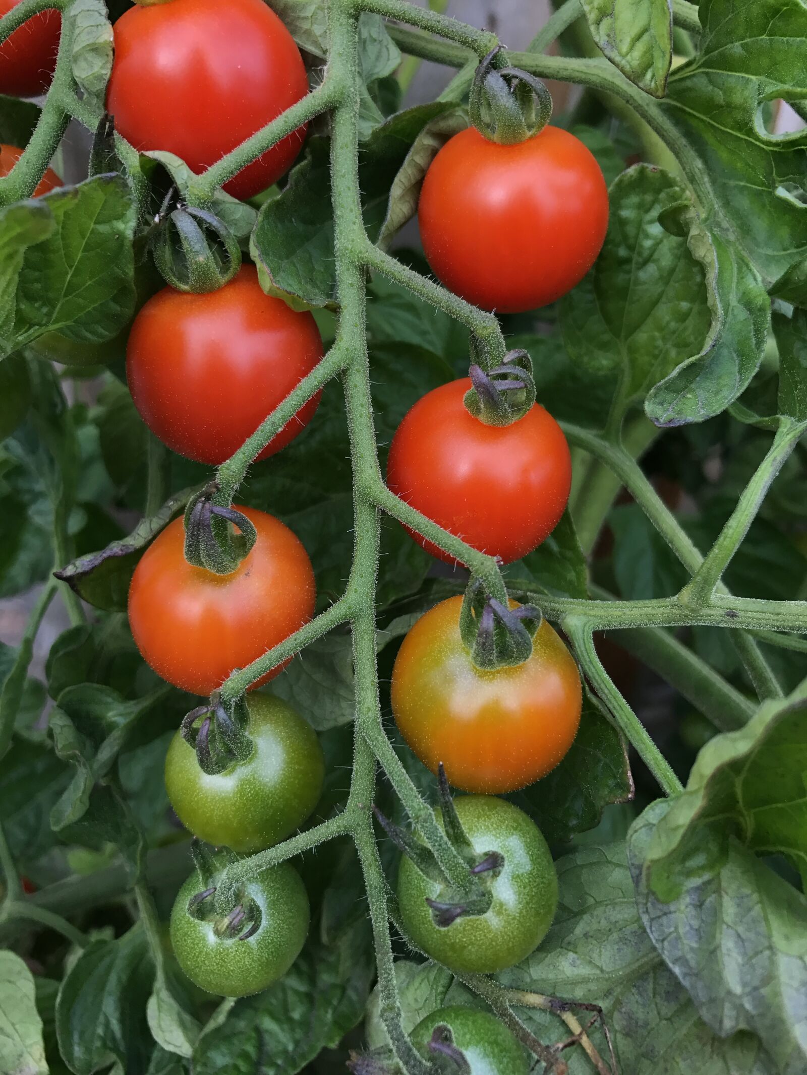 Apple iPhone 7 sample photo. Tomatoes, plant, red green photography