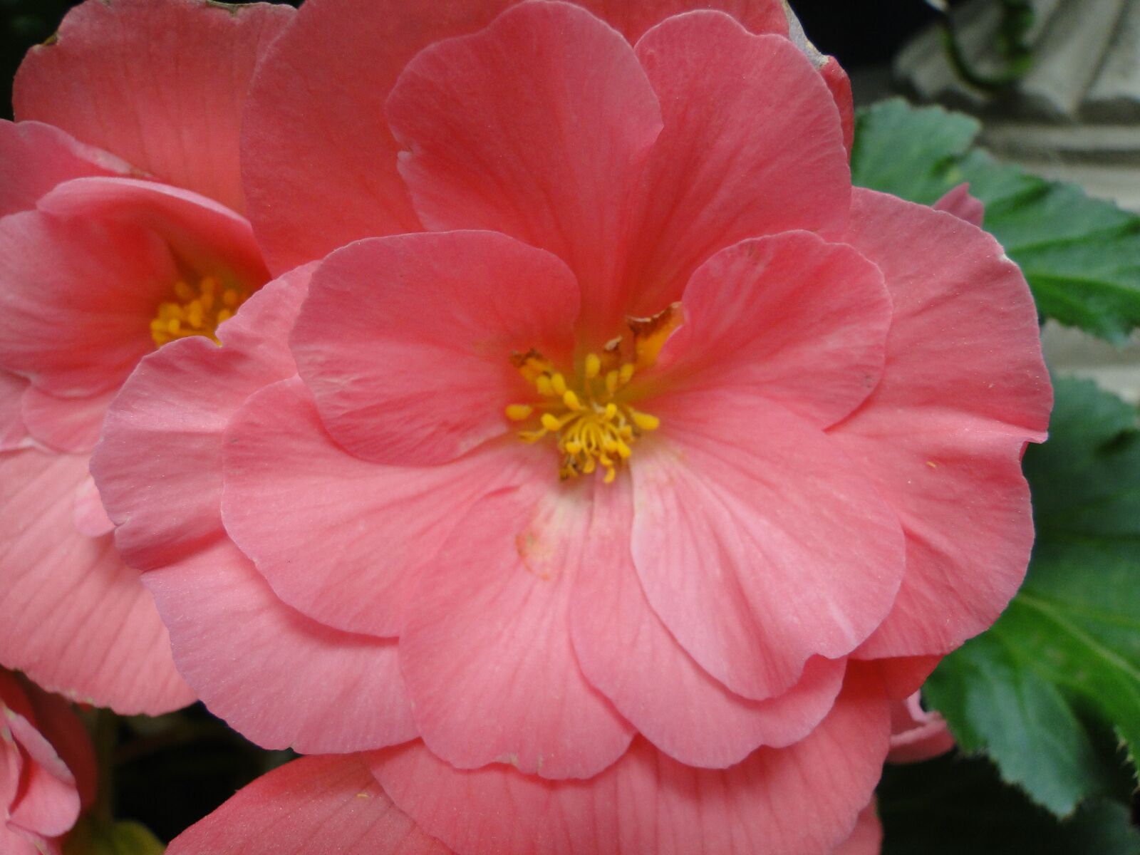Sony DSC-HX1 sample photo. Pink, flower, blossom photography