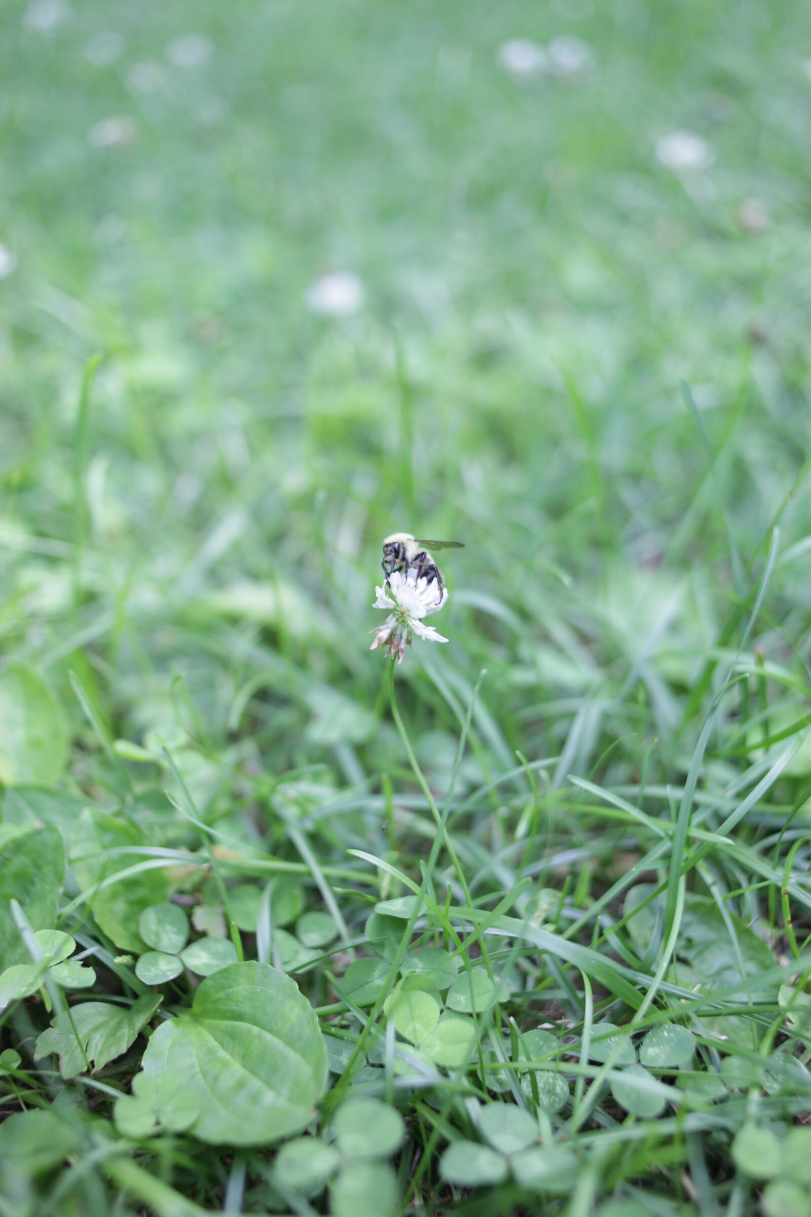 Canon EOS 5D Mark II sample photo. Honeybee, grass, clover photography