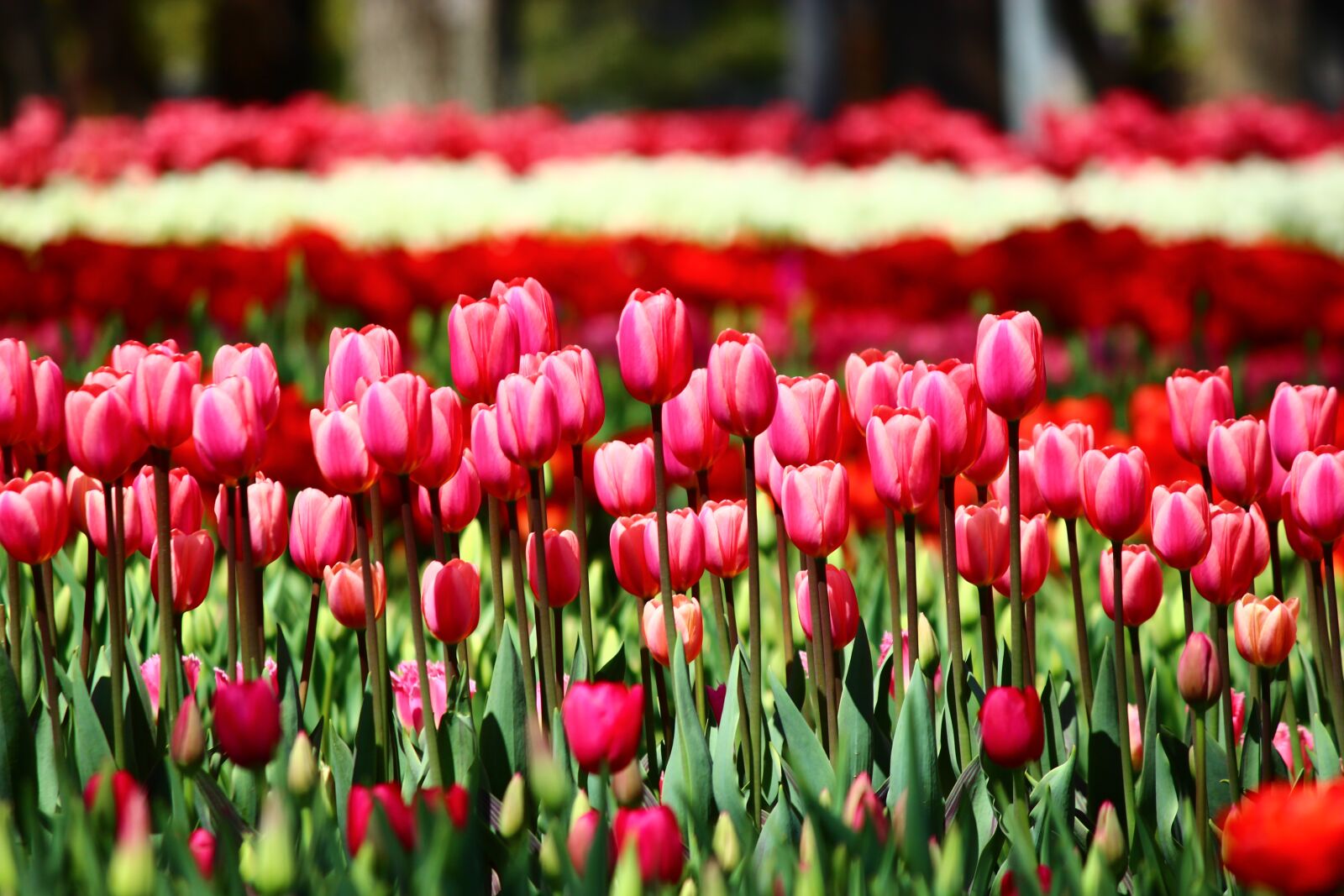 Canon EOS 600D (Rebel EOS T3i / EOS Kiss X5) sample photo. Red tulips, tulips arrayed photography